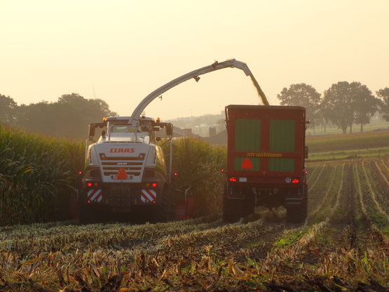 mais hakselen overberg gelderland utrecht.JPG